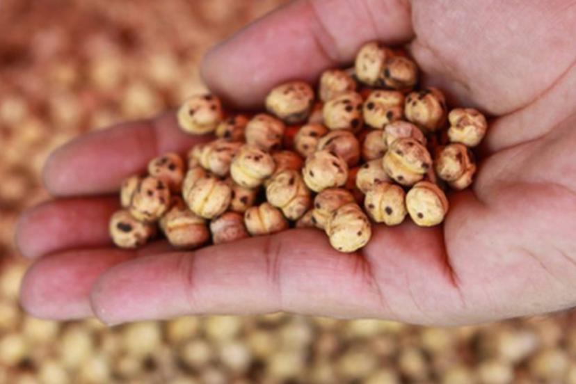 GÜNDE BİR AVUÇ LEBLEBİ SAĞLIĞA DESTEK OLUYOR