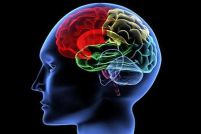 İNSAN BEYNİ 5 EVREDE GELİŞİP YAŞLANIYOR